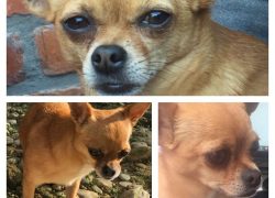 Vermist: wie heeft de chihuahua van Axel Daeseleire en Jess Donckers gezien?